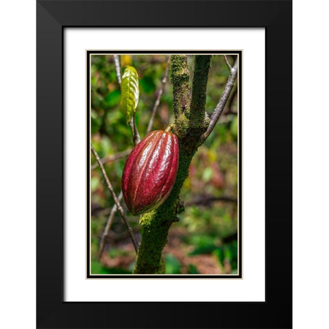 Cacao fruit Black Modern Wood Framed Art Print with Double Matting by Engelbrecht, Lisa S.
