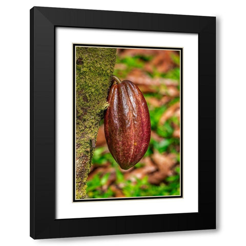 Cacao fruit Black Modern Wood Framed Art Print with Double Matting by Engelbrecht, Lisa S.
