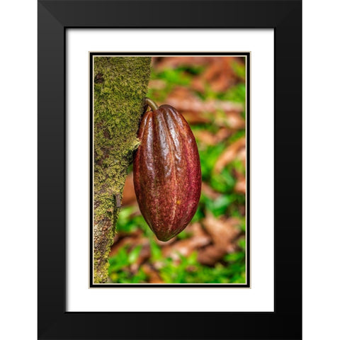 Cacao fruit Black Modern Wood Framed Art Print with Double Matting by Engelbrecht, Lisa S.