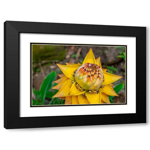 Chinese dwarf banana plant Black Modern Wood Framed Art Print with Double Matting by Engelbrecht, Lisa S.