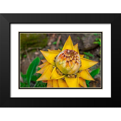 Chinese dwarf banana plant Black Modern Wood Framed Art Print with Double Matting by Engelbrecht, Lisa S.