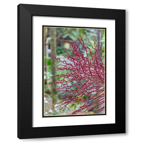 Coral-like inflorescence on palm tree Black Modern Wood Framed Art Print with Double Matting by Engelbrecht, Lisa S.
