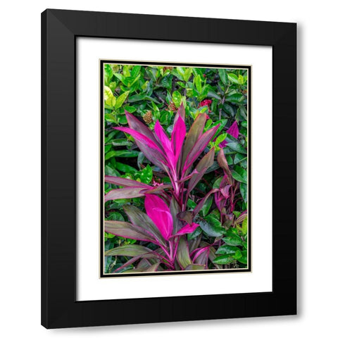 Cordyline fruticosa-Ti plant Black Modern Wood Framed Art Print with Double Matting by Engelbrecht, Lisa S.