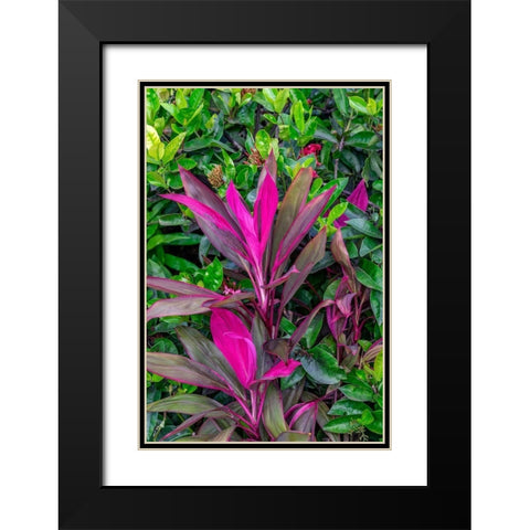 Cordyline fruticosa-Ti plant Black Modern Wood Framed Art Print with Double Matting by Engelbrecht, Lisa S.