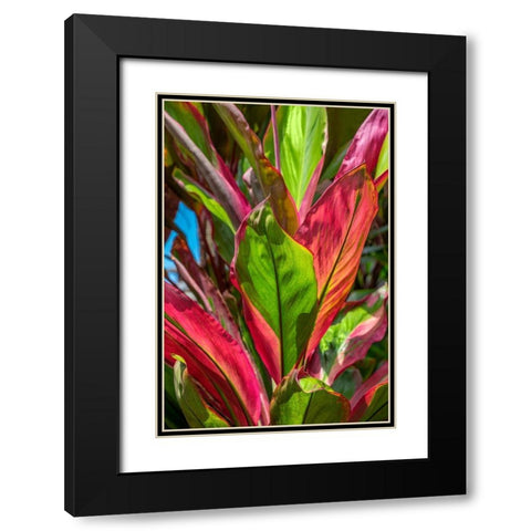 Cordyline fruticosa-Ti plant Black Modern Wood Framed Art Print with Double Matting by Engelbrecht, Lisa S.