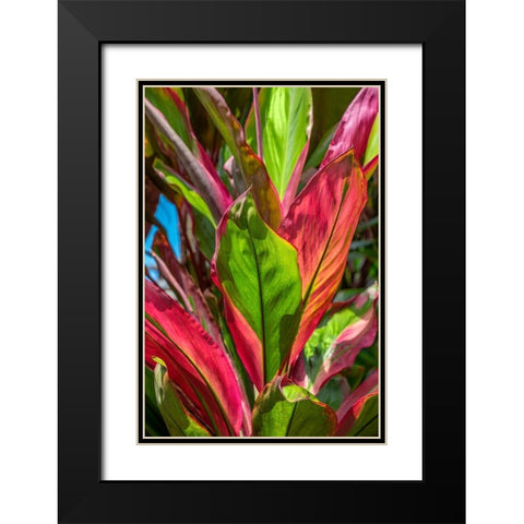 Cordyline fruticosa-Ti plant Black Modern Wood Framed Art Print with Double Matting by Engelbrecht, Lisa S.