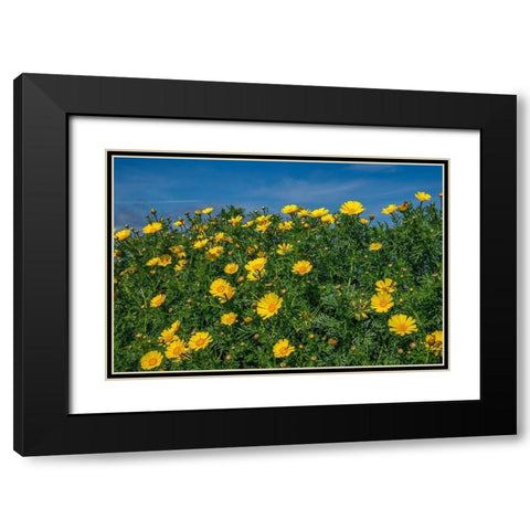 Crown daisy Black Modern Wood Framed Art Print with Double Matting by Engelbrecht, Lisa S.
