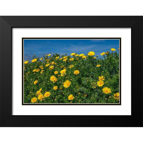 Crown daisy Black Modern Wood Framed Art Print with Double Matting by Engelbrecht, Lisa S.