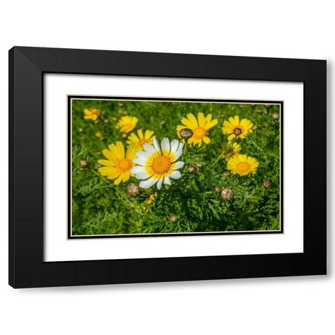 Crown daisy Black Modern Wood Framed Art Print with Double Matting by Engelbrecht, Lisa S.