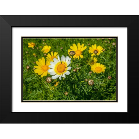 Crown daisy Black Modern Wood Framed Art Print with Double Matting by Engelbrecht, Lisa S.