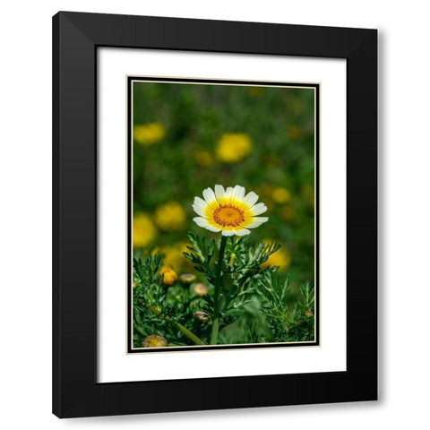 Crown daisy Black Modern Wood Framed Art Print with Double Matting by Engelbrecht, Lisa S.
