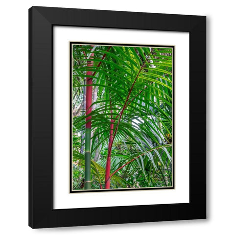 Cyrtostachys renda-palm tree Black Modern Wood Framed Art Print with Double Matting by Engelbrecht, Lisa S.
