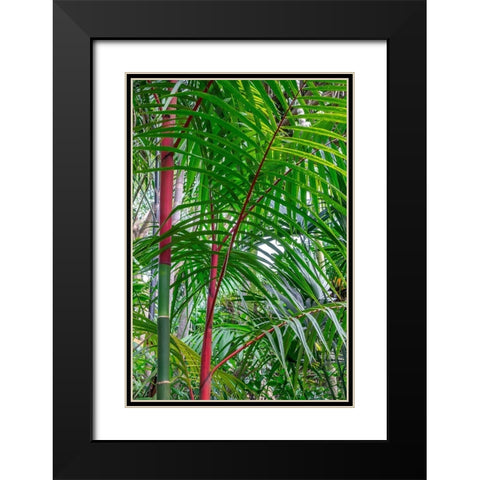 Cyrtostachys renda-palm tree Black Modern Wood Framed Art Print with Double Matting by Engelbrecht, Lisa S.