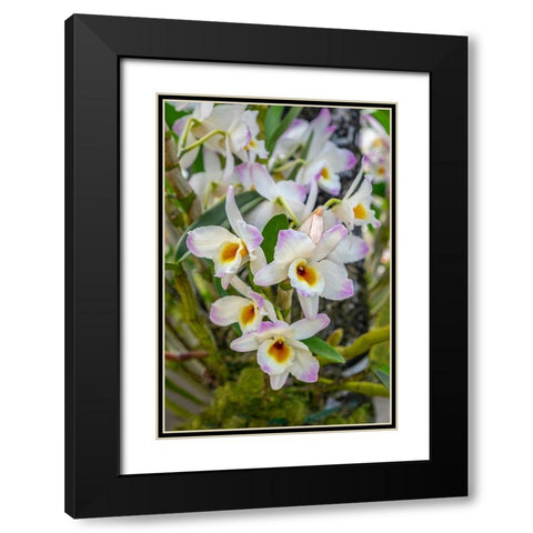 Dendrobium Orchid Black Modern Wood Framed Art Print with Double Matting by Engelbrecht, Lisa S.