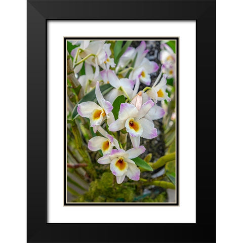 Dendrobium Orchid Black Modern Wood Framed Art Print with Double Matting by Engelbrecht, Lisa S.