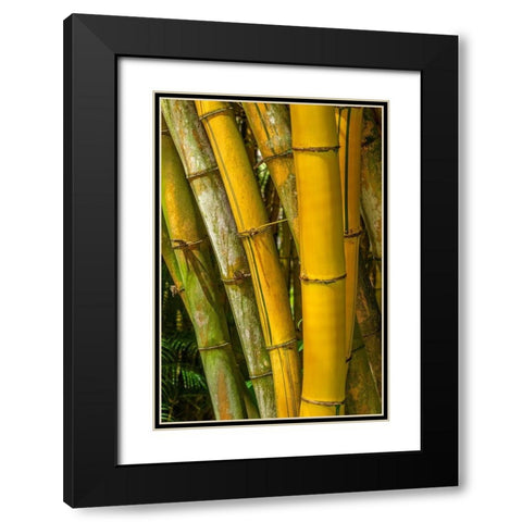 Detail of golden bamboo Black Modern Wood Framed Art Print with Double Matting by Engelbrecht, Lisa S.
