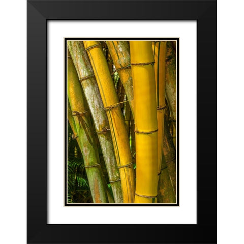 Detail of golden bamboo Black Modern Wood Framed Art Print with Double Matting by Engelbrecht, Lisa S.