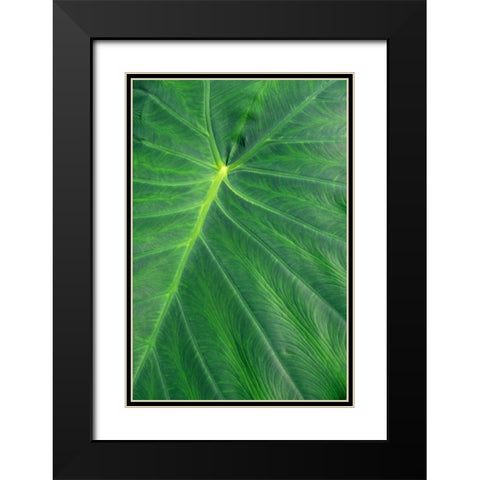 Detail of large tropical leaf Black Modern Wood Framed Art Print with Double Matting by Engelbrecht, Lisa S.