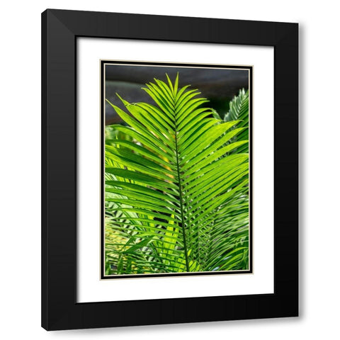 Detail of palm fronds Black Modern Wood Framed Art Print with Double Matting by Engelbrecht, Lisa S.