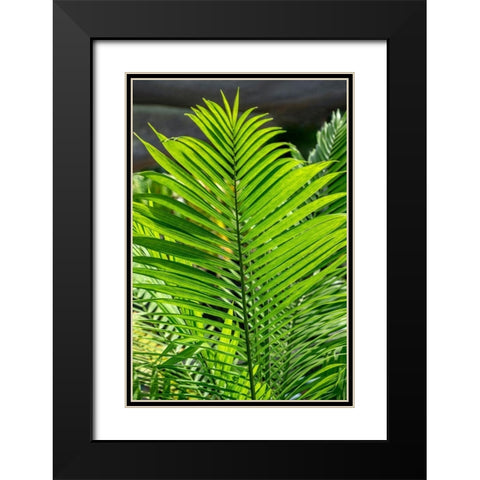 Detail of palm fronds Black Modern Wood Framed Art Print with Double Matting by Engelbrecht, Lisa S.