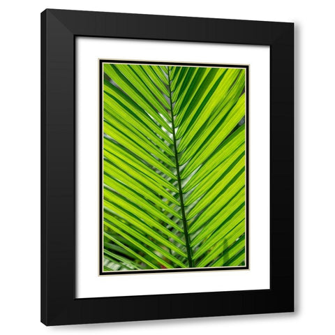 Detail of palm fronds Black Modern Wood Framed Art Print with Double Matting by Engelbrecht, Lisa S.