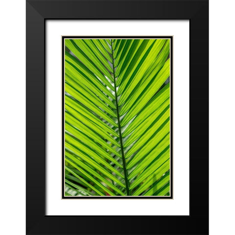 Detail of palm fronds Black Modern Wood Framed Art Print with Double Matting by Engelbrecht, Lisa S.