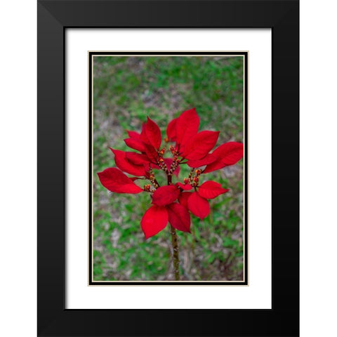 Dwarf Poinsettia Black Modern Wood Framed Art Print with Double Matting by Engelbrecht, Lisa S.