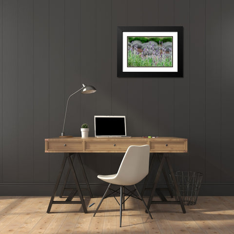 English Lavender Black Modern Wood Framed Art Print with Double Matting by Engelbrecht, Lisa S.