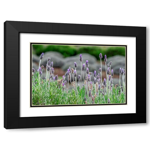 English Lavender Black Modern Wood Framed Art Print with Double Matting by Engelbrecht, Lisa S.