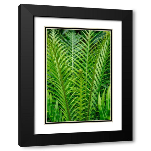 Fern Black Modern Wood Framed Art Print with Double Matting by Engelbrecht, Lisa S.