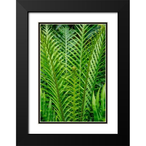 Fern Black Modern Wood Framed Art Print with Double Matting by Engelbrecht, Lisa S.