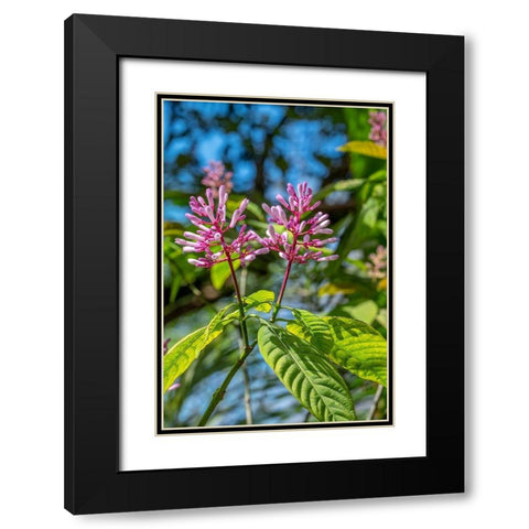 Firespike plant Black Modern Wood Framed Art Print with Double Matting by Engelbrecht, Lisa S.