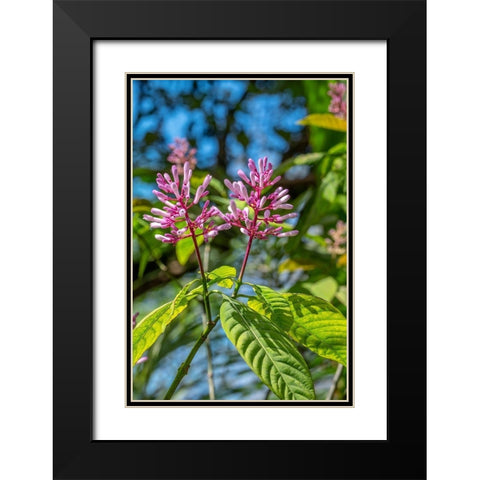 Firespike plant Black Modern Wood Framed Art Print with Double Matting by Engelbrecht, Lisa S.