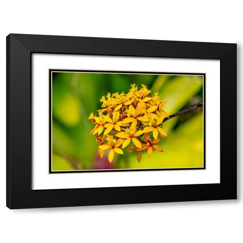 Fire-star Orchid Black Modern Wood Framed Art Print with Double Matting by Engelbrecht, Lisa S.