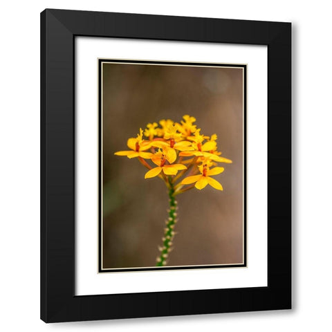 Fire-star Orchid Black Modern Wood Framed Art Print with Double Matting by Engelbrecht, Lisa S.