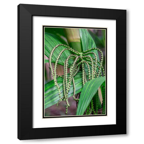 Flower of a Chamaedorea palm tree Black Modern Wood Framed Art Print with Double Matting by Engelbrecht, Lisa S.