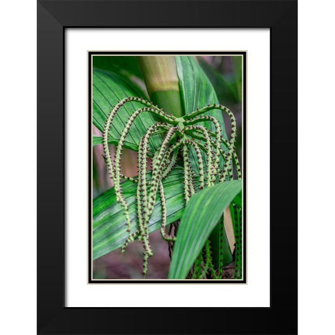Flower of a Chamaedorea palm tree Black Modern Wood Framed Art Print with Double Matting by Engelbrecht, Lisa S.