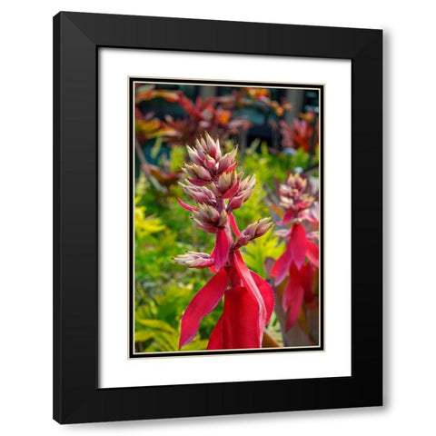 Flowering Aechmea plant Black Modern Wood Framed Art Print with Double Matting by Engelbrecht, Lisa S.