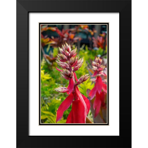 Flowering Aechmea plant Black Modern Wood Framed Art Print with Double Matting by Engelbrecht, Lisa S.