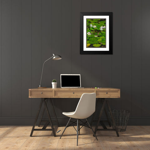 Frogs among Woods White Knight lilies Black Modern Wood Framed Art Print with Double Matting by Engelbrecht, Lisa S.