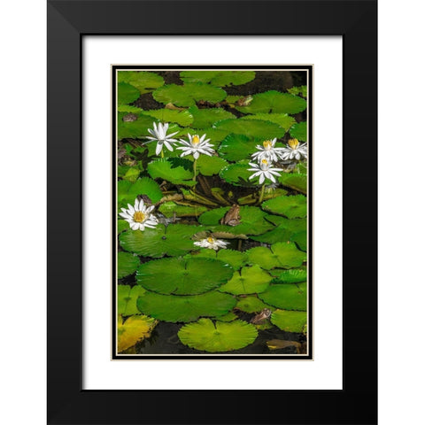 Frogs among Woods White Knight lilies Black Modern Wood Framed Art Print with Double Matting by Engelbrecht, Lisa S.