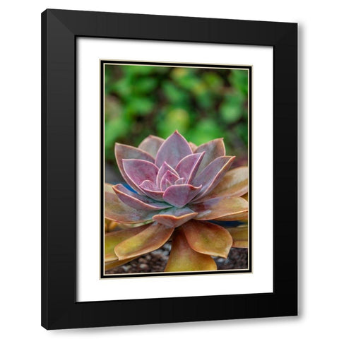 Ghost plant-succulent Black Modern Wood Framed Art Print with Double Matting by Engelbrecht, Lisa S.