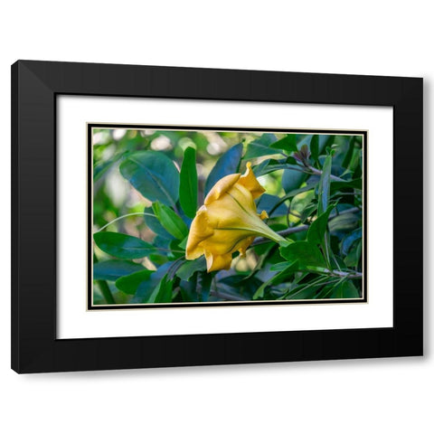 Golden Cup flower Black Modern Wood Framed Art Print with Double Matting by Engelbrecht, Lisa S.