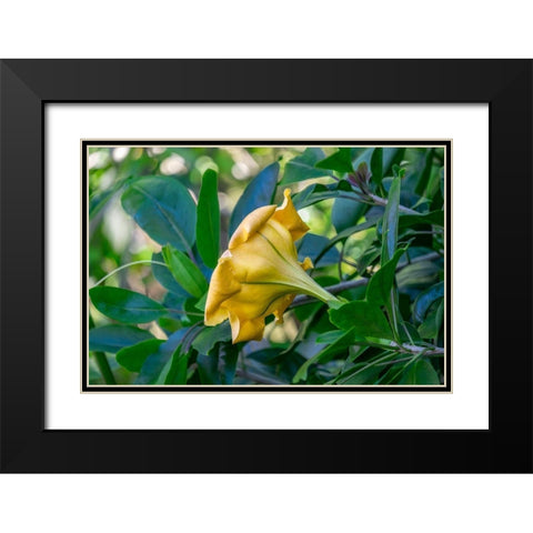 Golden Cup flower Black Modern Wood Framed Art Print with Double Matting by Engelbrecht, Lisa S.
