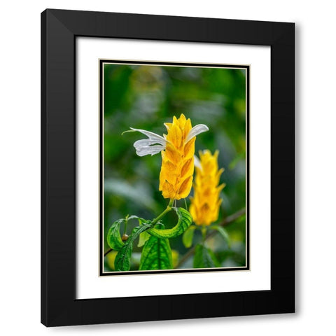 Golden Shrimp Plant-lollipop plant Black Modern Wood Framed Art Print with Double Matting by Engelbrecht, Lisa S.