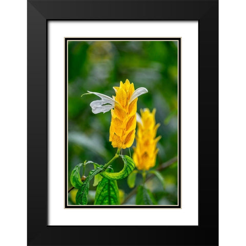 Golden Shrimp Plant-lollipop plant Black Modern Wood Framed Art Print with Double Matting by Engelbrecht, Lisa S.