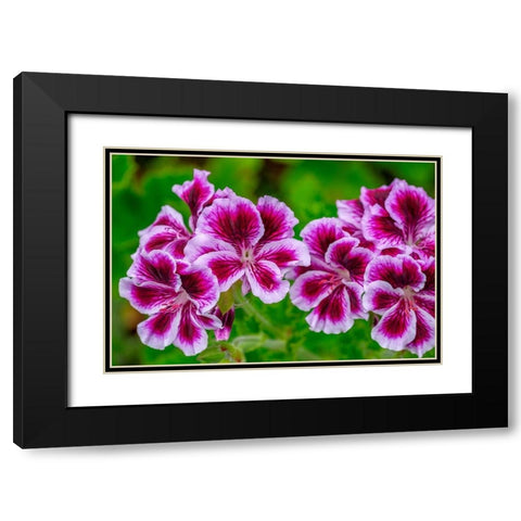 Gooseberry Geranium Black Modern Wood Framed Art Print with Double Matting by Engelbrecht, Lisa S.