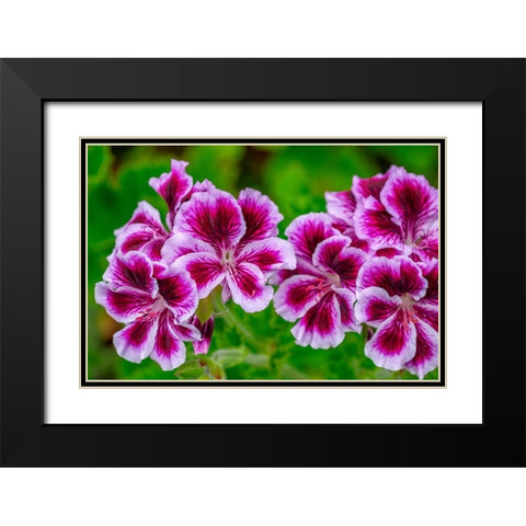 Gooseberry Geranium Black Modern Wood Framed Art Print with Double Matting by Engelbrecht, Lisa S.