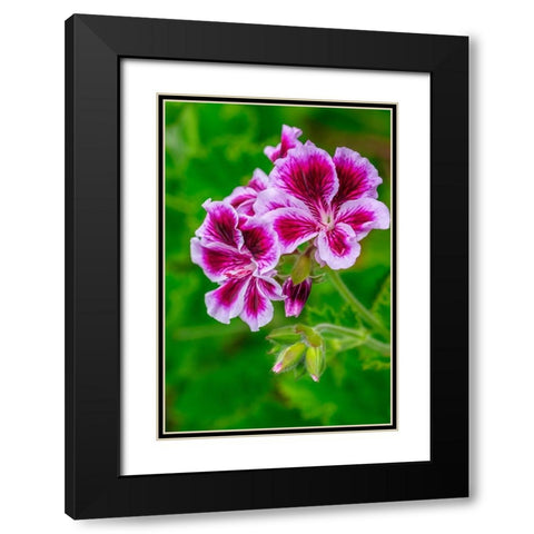 Gooseberry Geranium Black Modern Wood Framed Art Print with Double Matting by Engelbrecht, Lisa S.