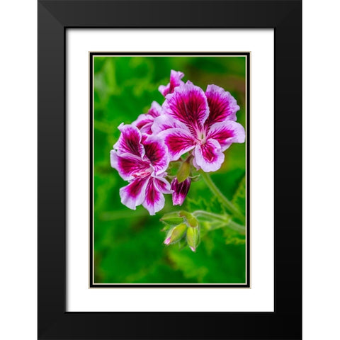 Gooseberry Geranium Black Modern Wood Framed Art Print with Double Matting by Engelbrecht, Lisa S.
